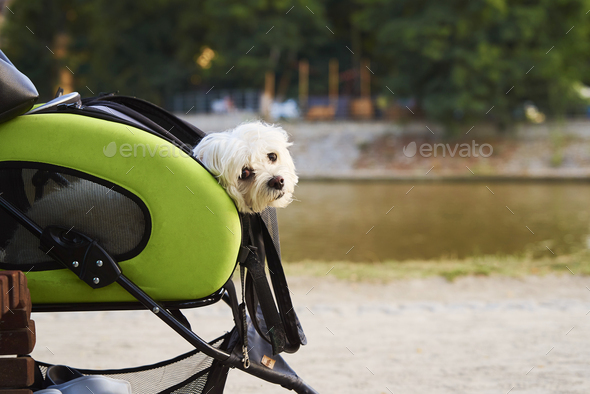 Dog in baby top carriage